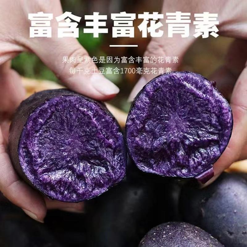 山东淄博紫土豆个个保大量大从优欢迎随时咨询