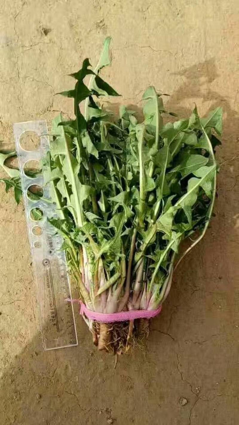 山东淄博蒲公英大量有货欢迎各位老板实