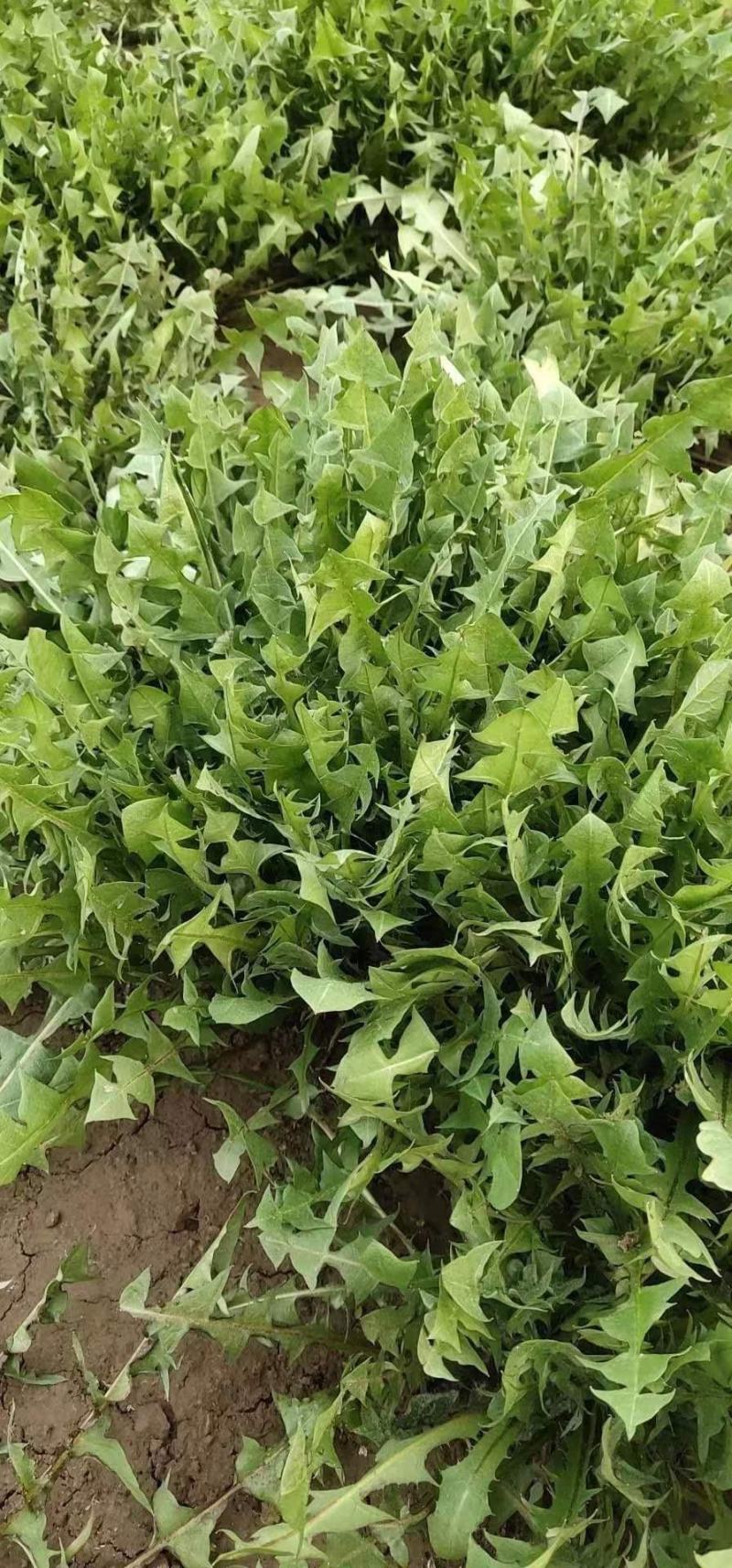 山东淄博蒲公英大量有货欢迎各位老板实
