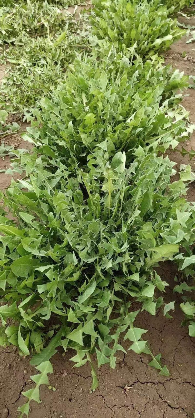 山东淄博蒲公英大量有货欢迎各位老板实