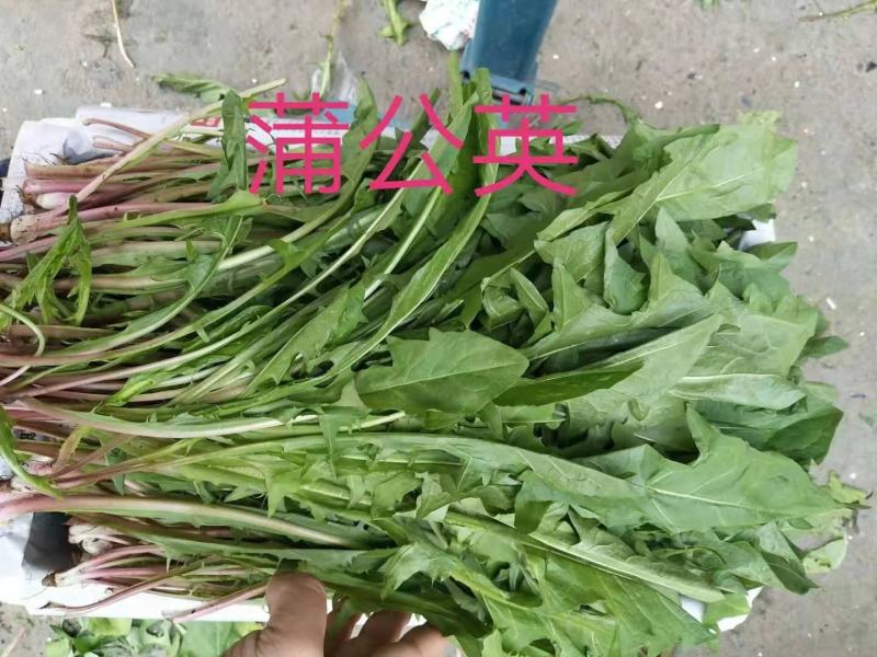 山东淄博蒲公英大量有货欢迎各位老板实