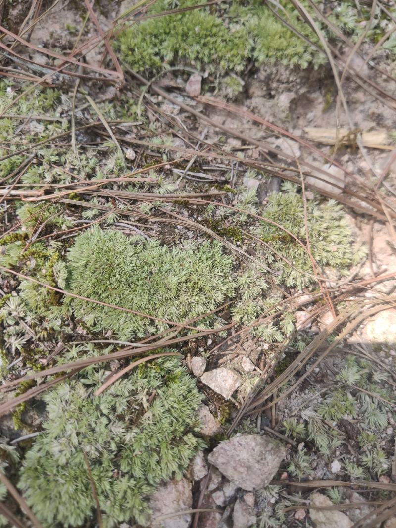 长期出售各种青苔，苔藓，大灰藓，白发藓等……