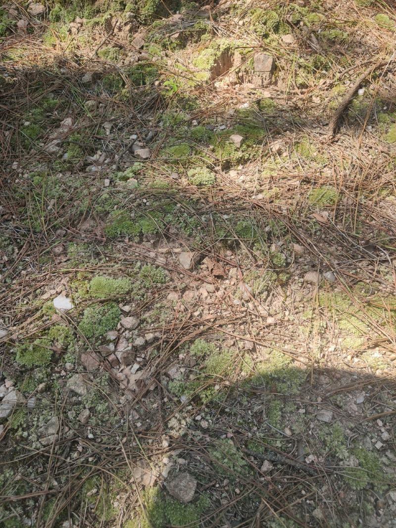 长期出售各种青苔，苔藓，大灰藓，白发藓等……