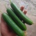 孝海文洋精品小黄瓜基地大量上市，每天现摘现发。常年供应