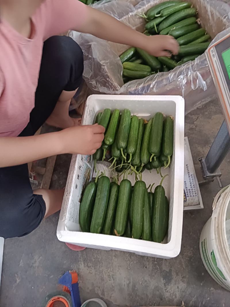 孝海文洋精品小黄瓜基地大量上市，每天现摘现发。常年供应