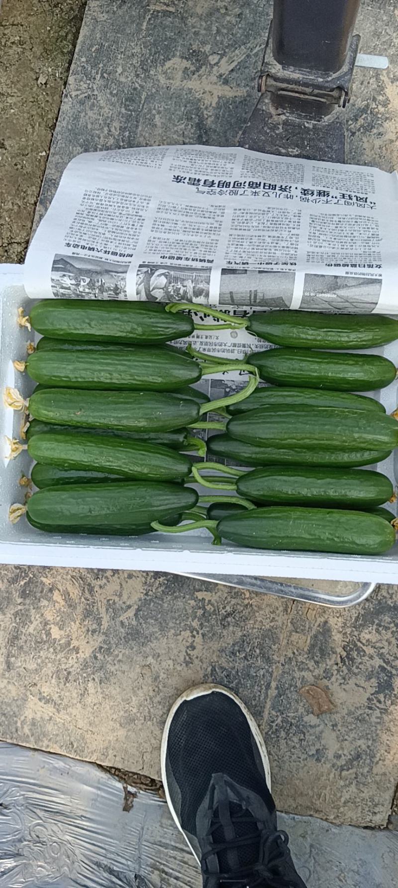 孝海文洋精品小黄瓜基地大量上市，每天现摘现发。常年供应