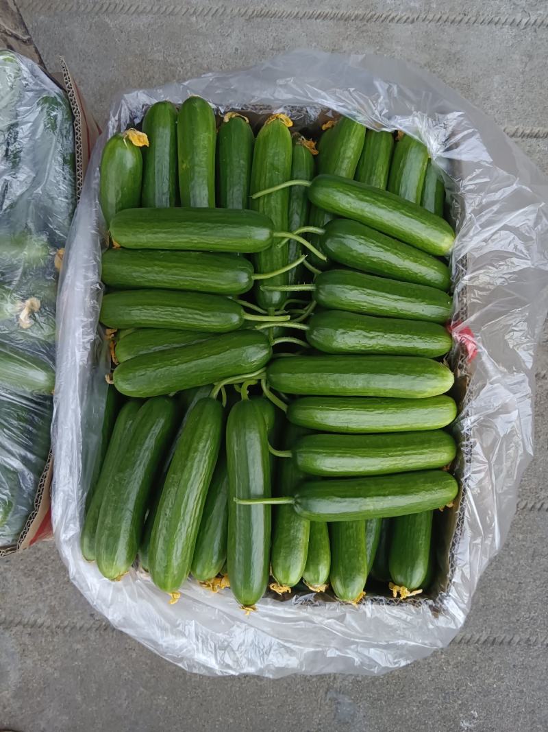 孝海文洋精品小黄瓜基地大量上市，每天现摘现发。常年供应