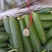 孝海文洋精品小黄瓜基地大量上市，每天现摘现发。常年供应