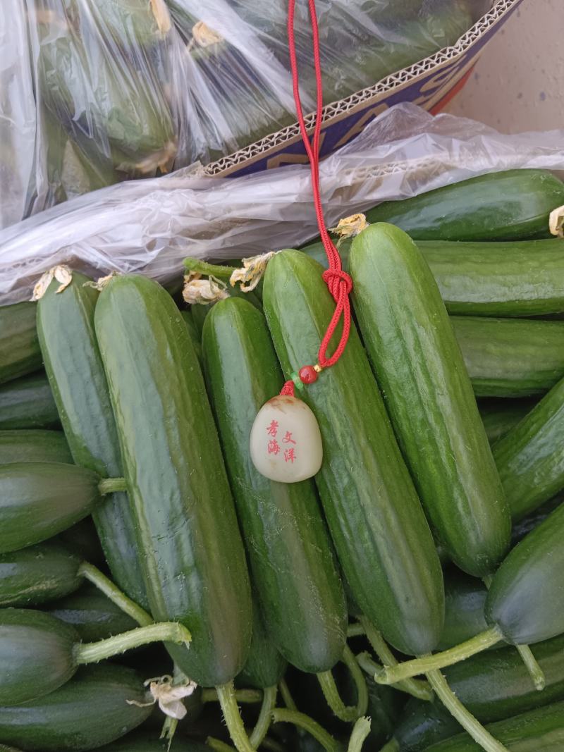 孝海文洋精品小黄瓜基地大量上市，每天现摘现发。常年供应