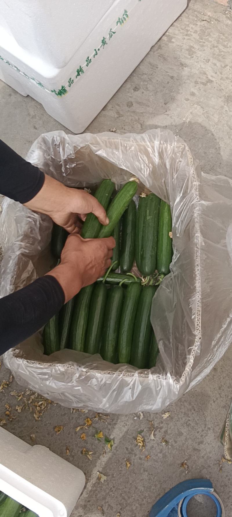孝海文洋精品小黄瓜基地大量上市，每天现摘现发。常年供应
