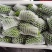 精品佛手瓜，黑绿色，高山泉水灌溉，富硒绿色有机无公害！！
