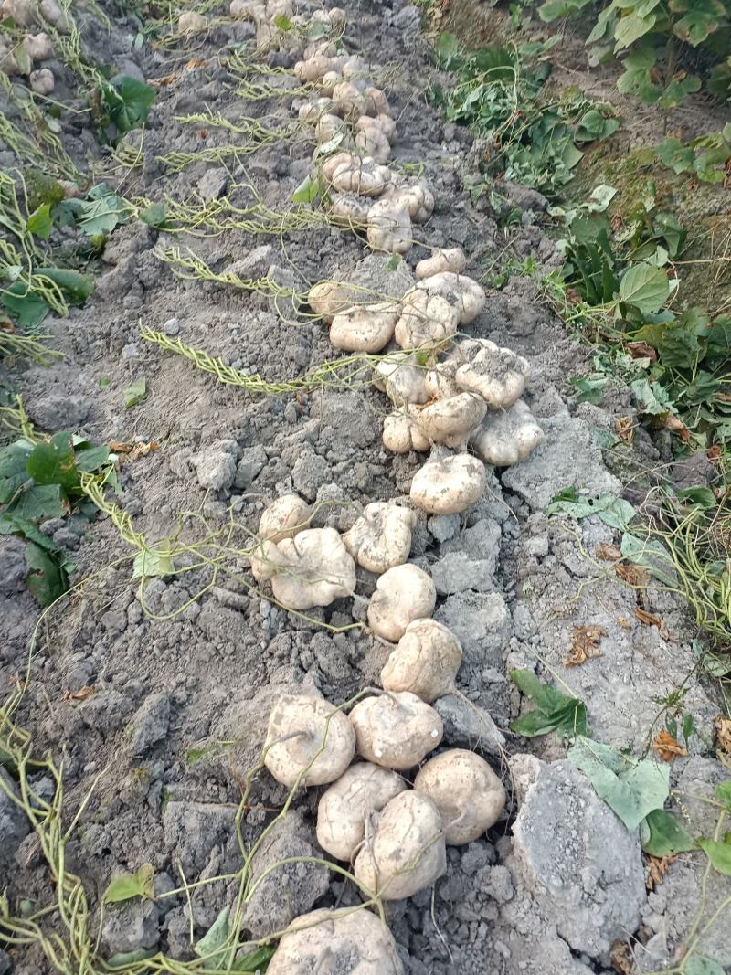 广西南宁武鸣大明山凉薯