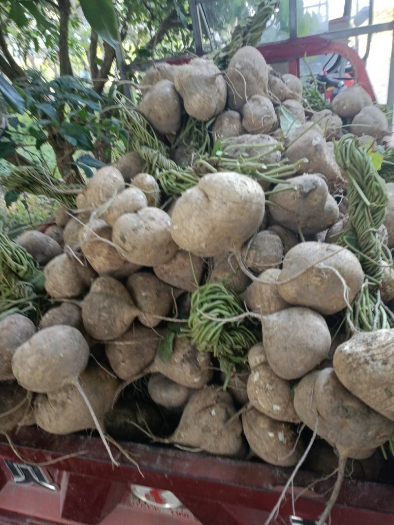 广西南宁武鸣大明山凉薯