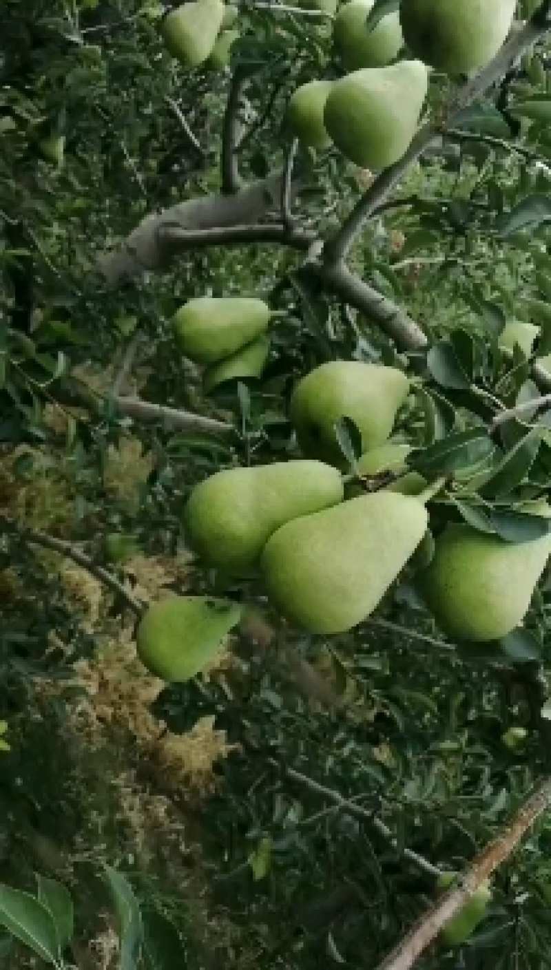 河北绿巴梨洋梨大头梨线梨梨太婆梨，果园直供。