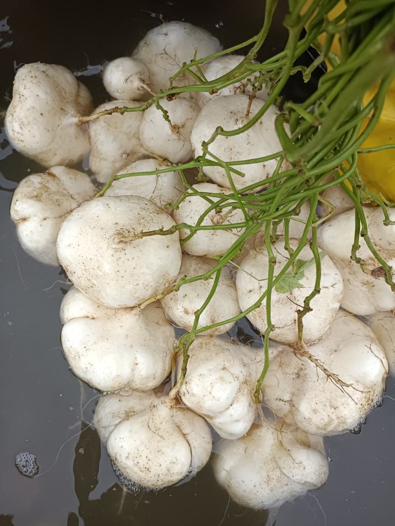 广西南宁武鸣大明山凉薯