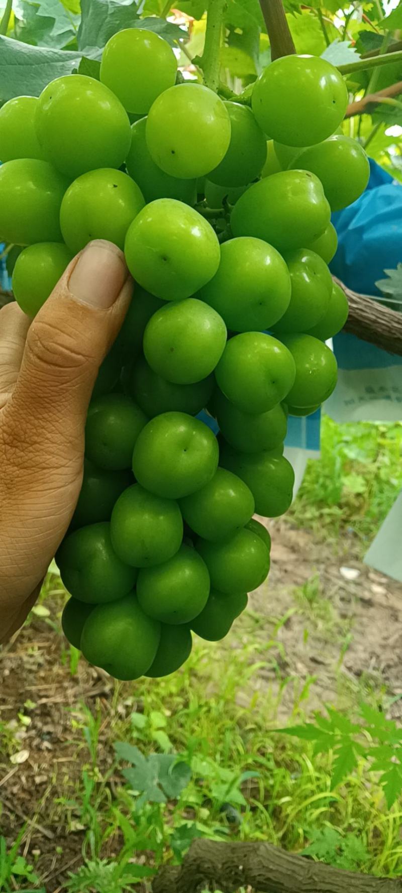 阳光玫瑰葡萄