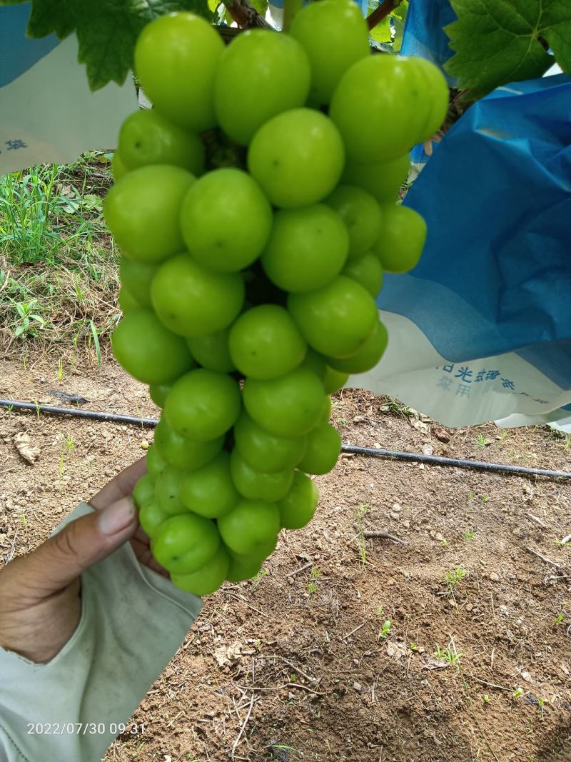 阳光玫瑰葡萄
