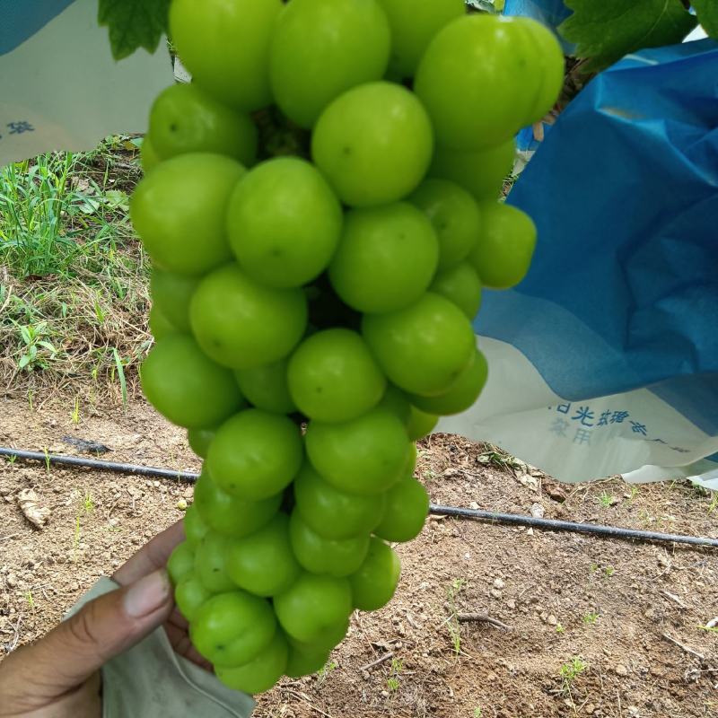 阳光玫瑰葡萄