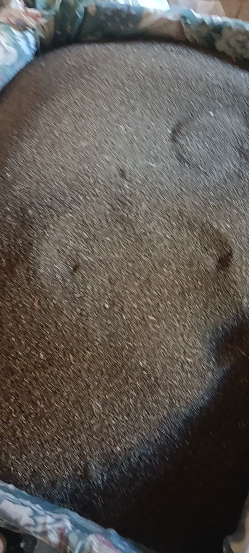 丹参种子