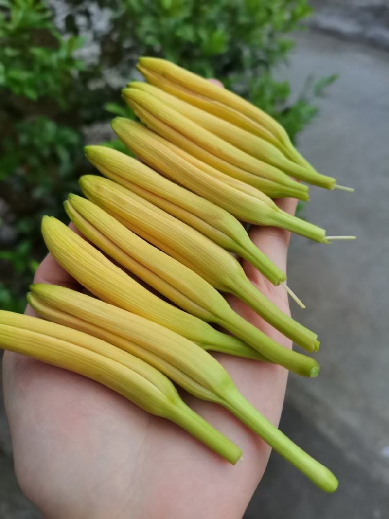 黄花菜
