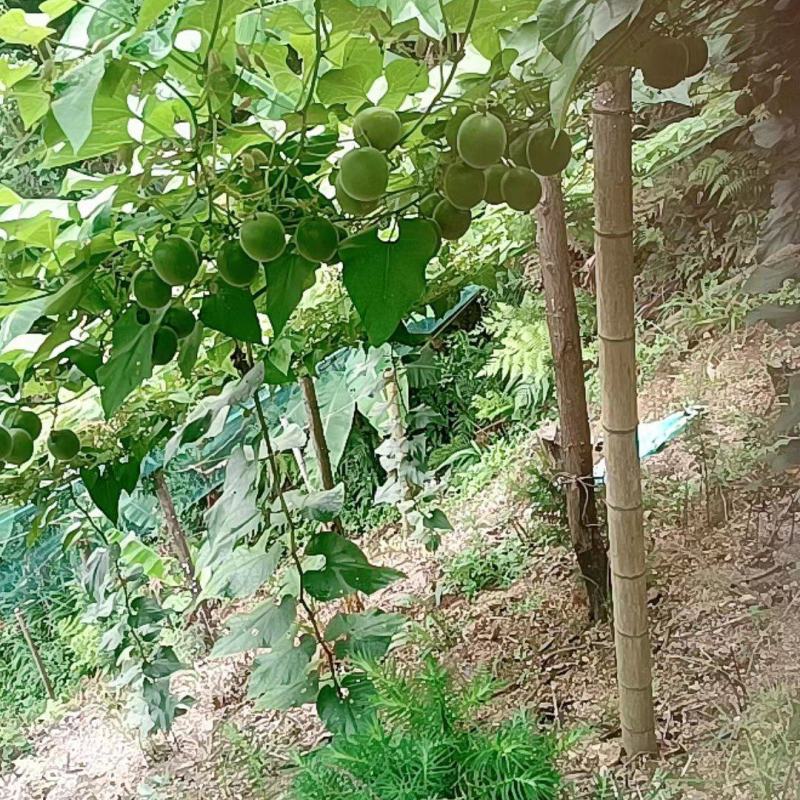 广西桂林罗汉果很快上市了