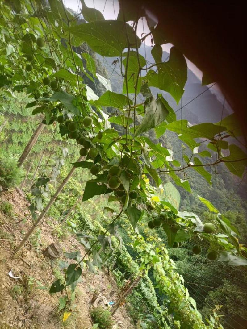 广西桂林罗汉果很快上市了