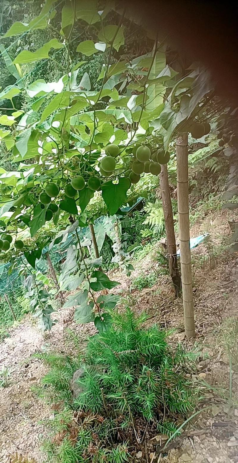 广西桂林罗汉果很快上市了