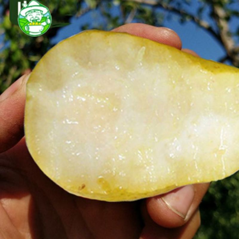 河北绿巴梨洋梨大头梨线梨梨太婆梨，果园直供。