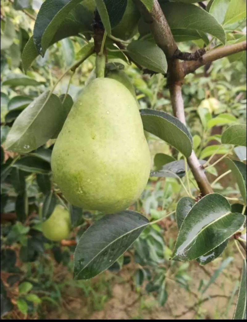 河北绿巴梨洋梨大头梨线梨梨太婆梨，果园直供。