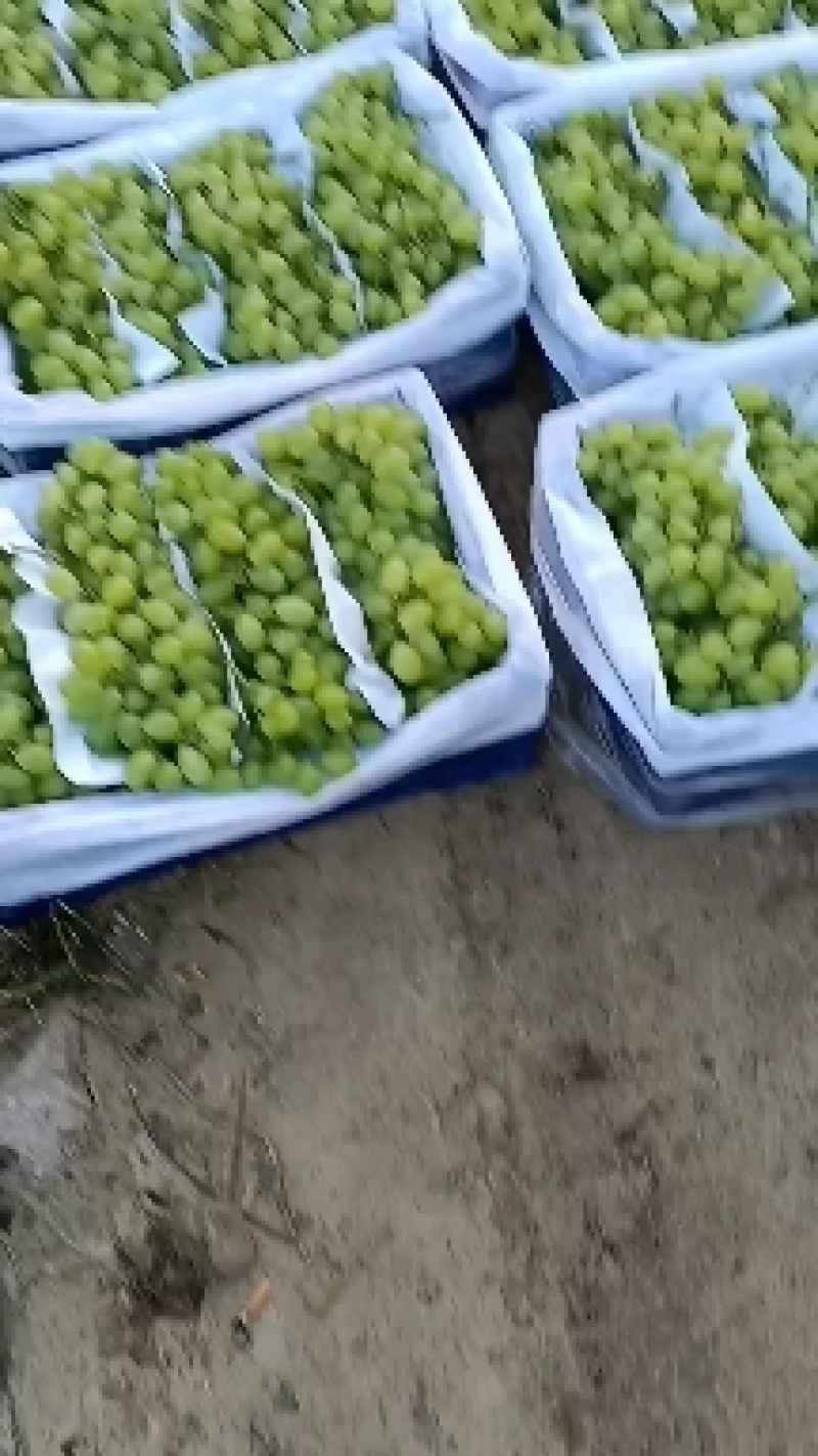 山西运城维多利亚