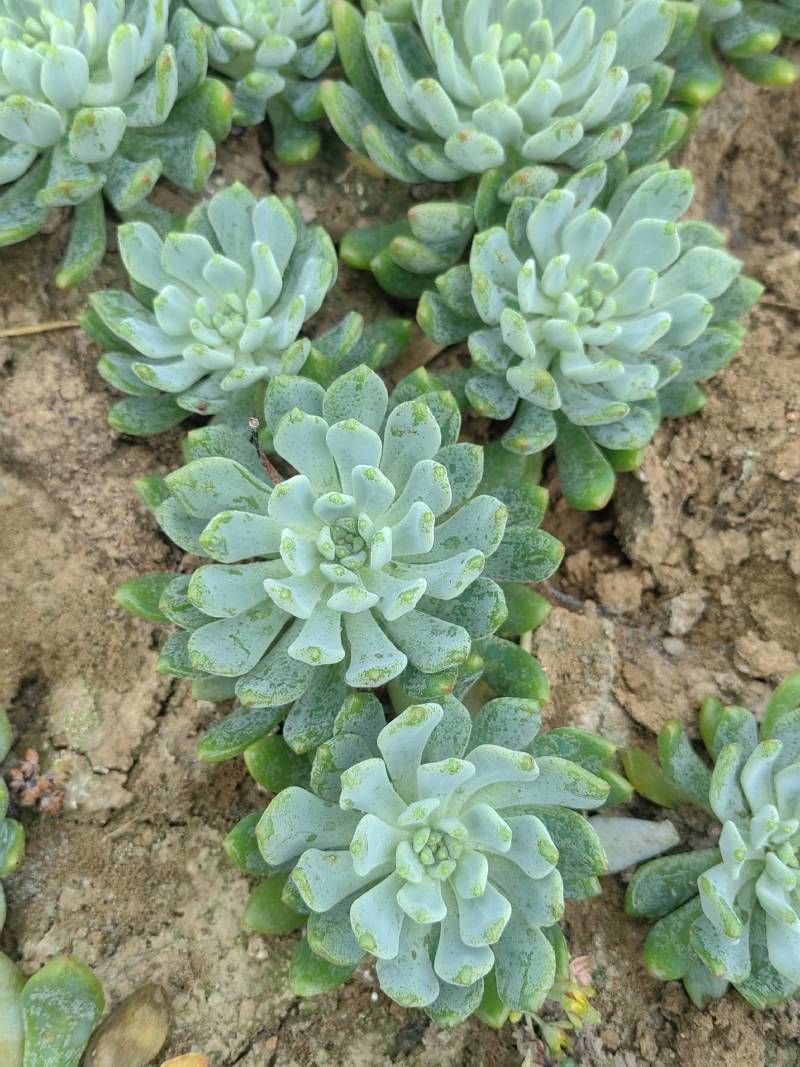 基地种植基地，多肉基地，多肉直销