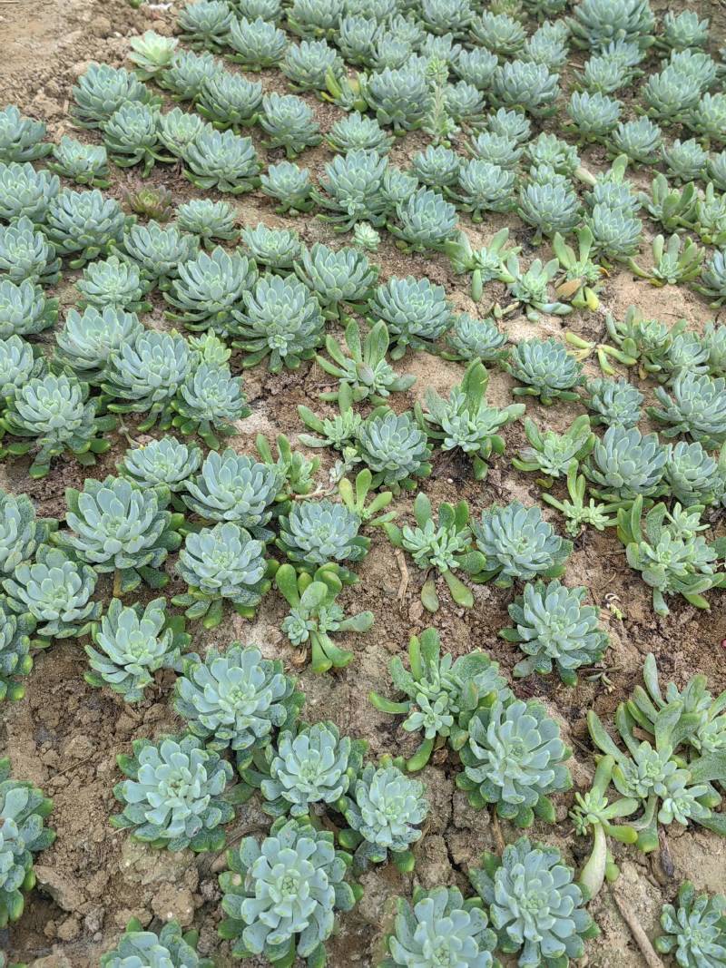 基地种植基地，多肉基地，多肉直销