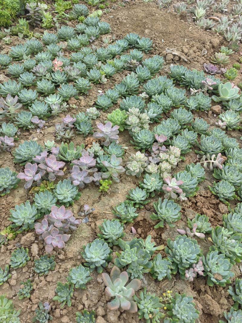 基地种植基地，多肉基地，多肉直销