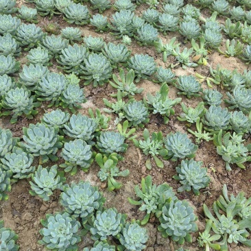 基地种植基地，多肉基地，多肉直销