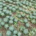 基地种植基地，多肉基地，多肉直销