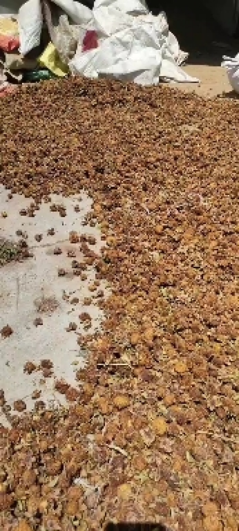 刺梨，现货十吨