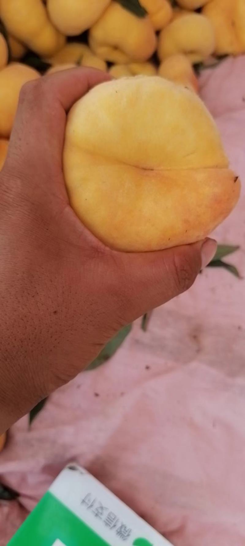 毛蟠11
