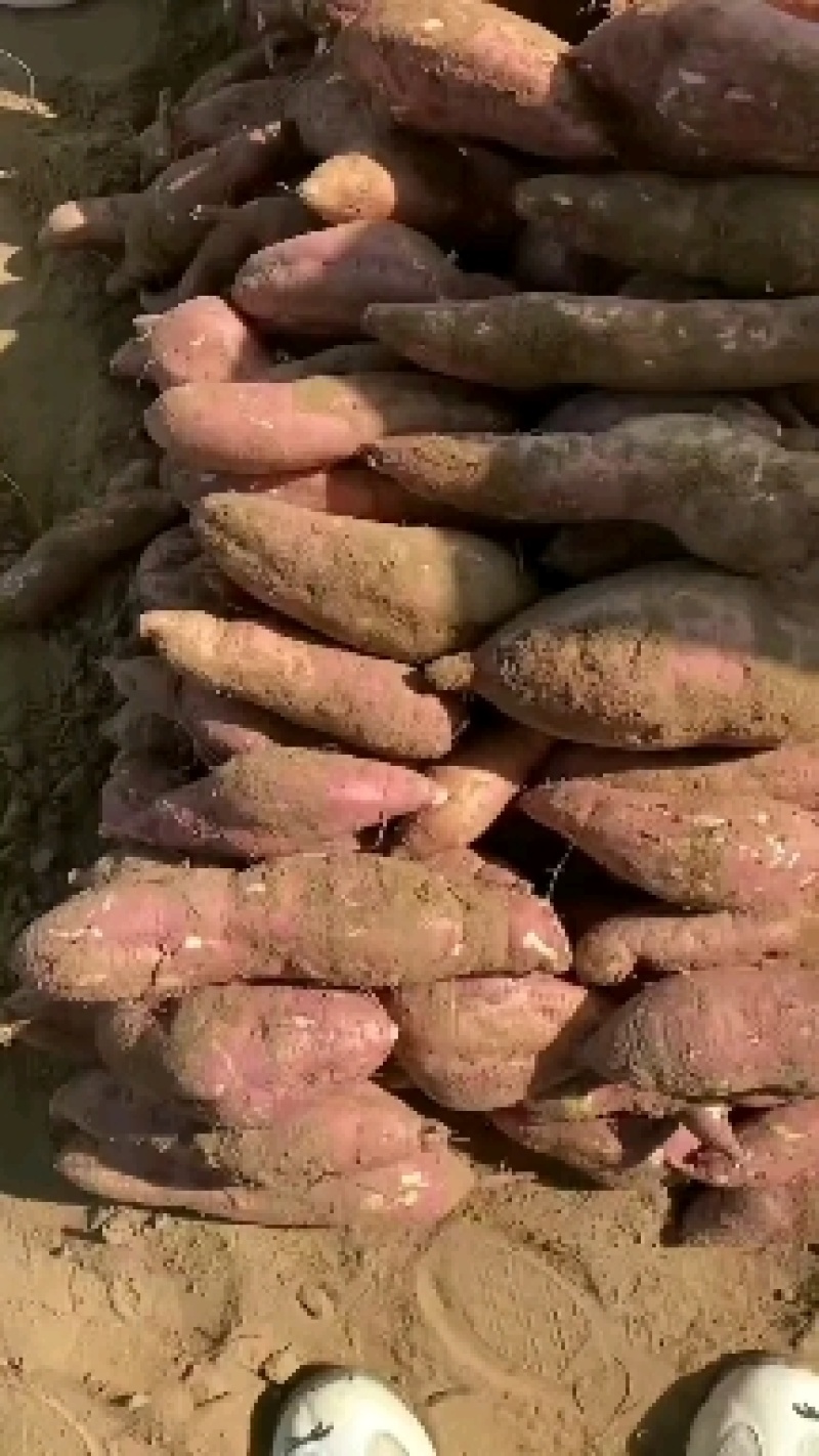 【红薯】打粉红薯大量供应陕西产地直发量大优惠欢迎订购