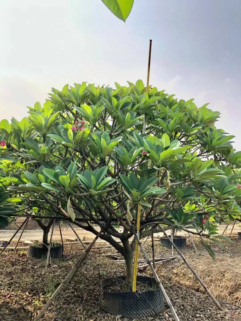 鸡蛋花12-15-18-20分各种规格大量现货供应