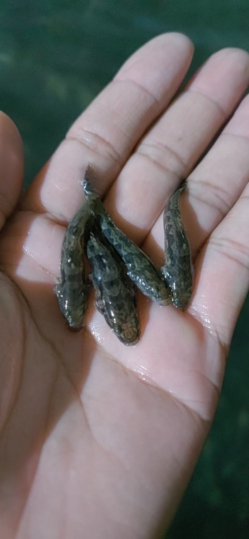 笋壳鱼苗，澳洲笋壳鱼苗，鱼场直供保质保量可空运发货