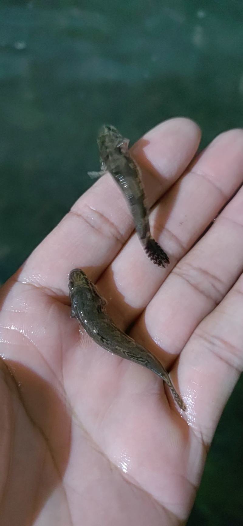 笋壳鱼苗，澳洲笋壳鱼苗，鱼场直供保质保量可空运发货