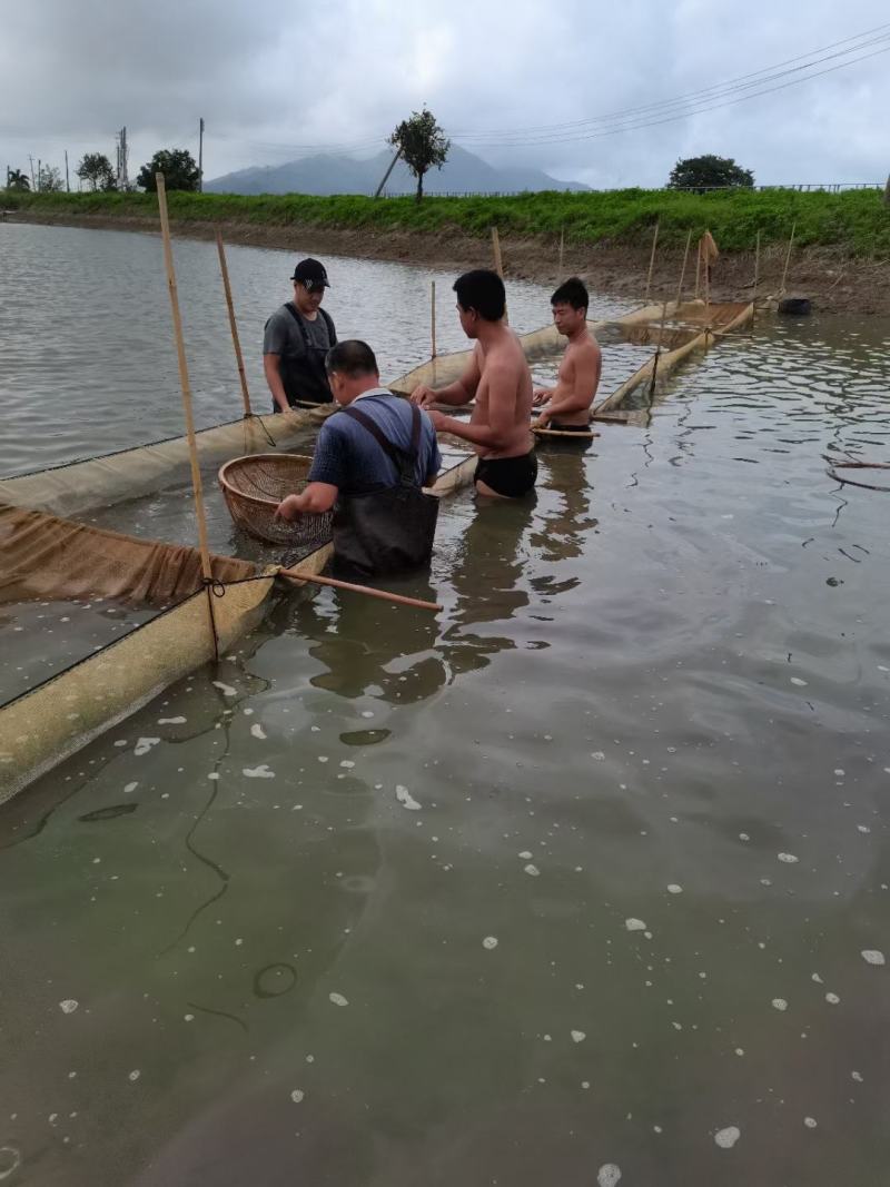 笋壳鱼苗，澳洲笋壳鱼苗，鱼场直供保质保量可空运发货