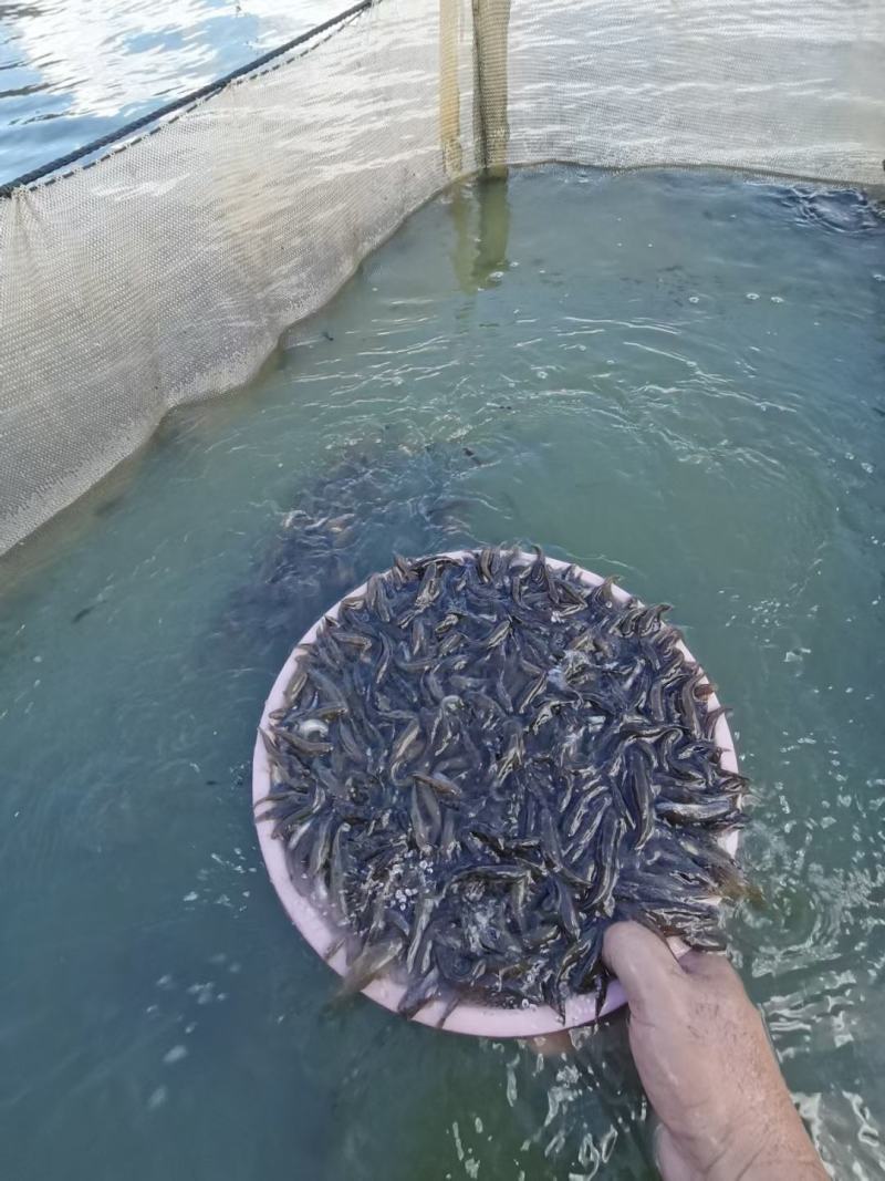 笋壳鱼苗，澳洲笋壳鱼苗，鱼场直供保质保量可空运发货