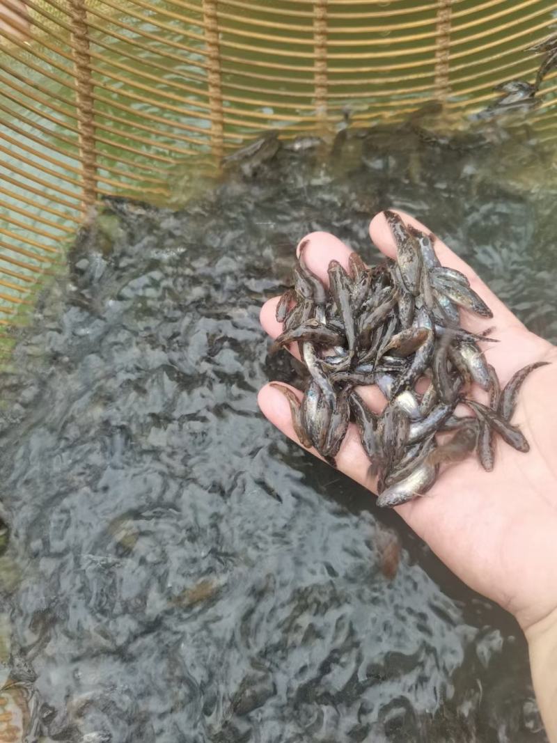 笋壳鱼苗，澳洲笋壳鱼苗，鱼场直供保质保量可空运发货
