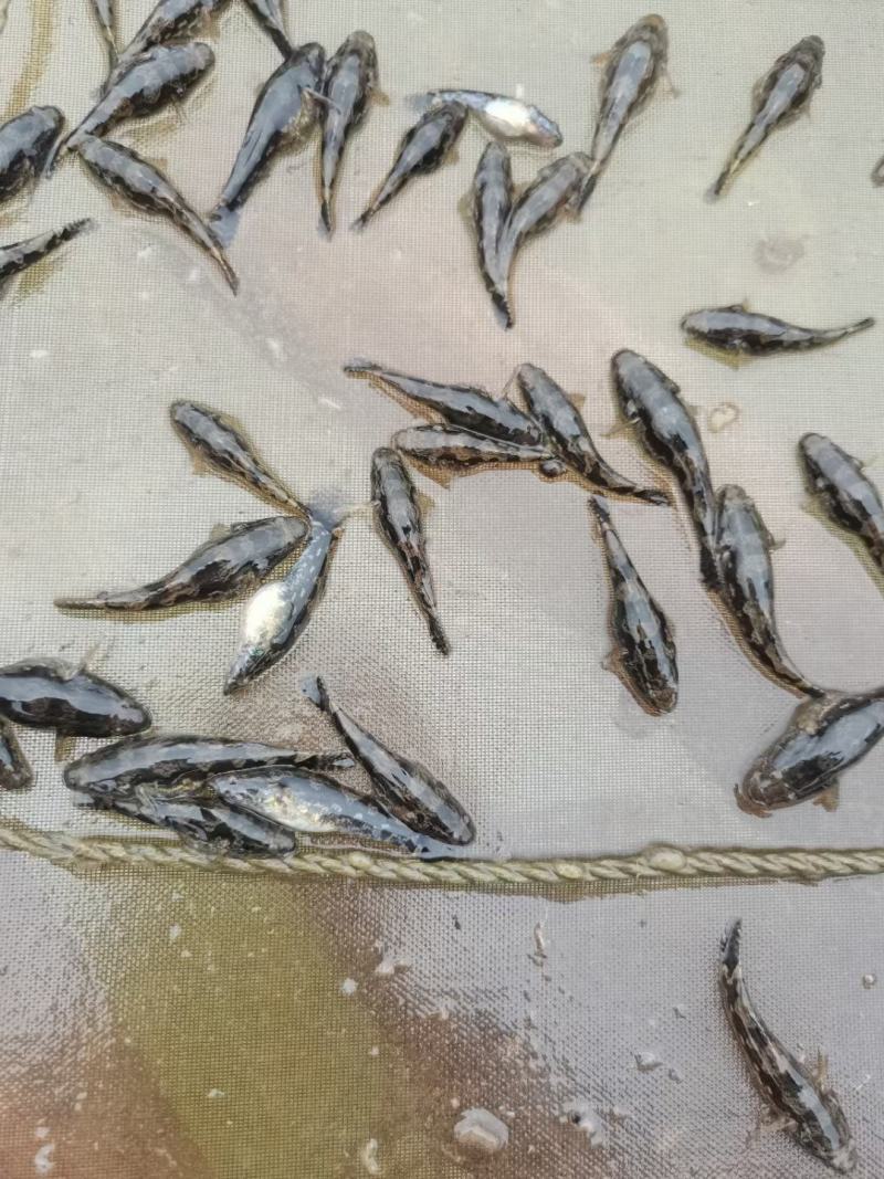 笋壳鱼苗，澳洲笋壳鱼苗，鱼场直供保质保量可空运发货