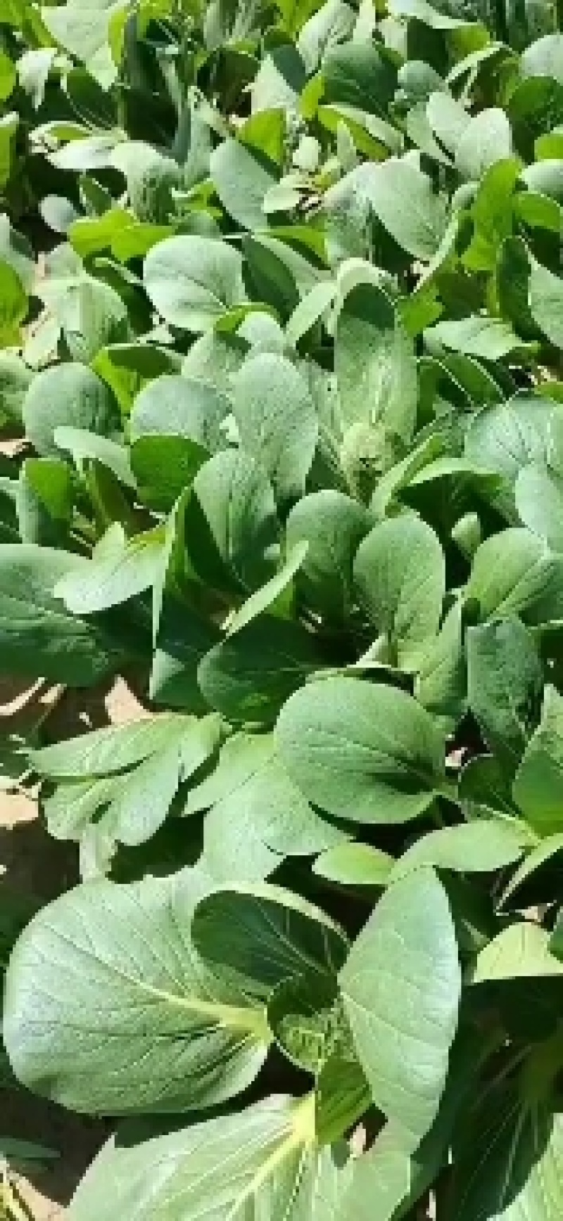 小青菜
