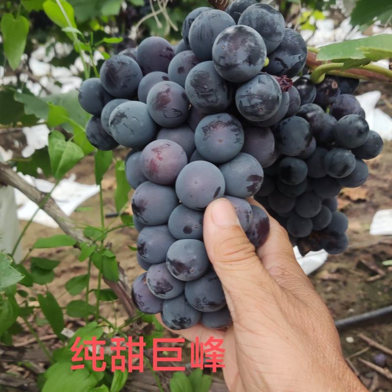 洛阳万亩葡萄基地巨峰葡萄，口感好，量大价格美丽