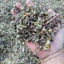 猫须草2022年的头批新货，新鲜青绿，欢迎下单