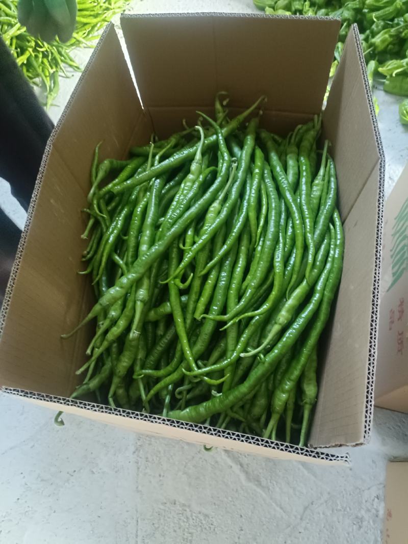 各种优质蔬菜供应