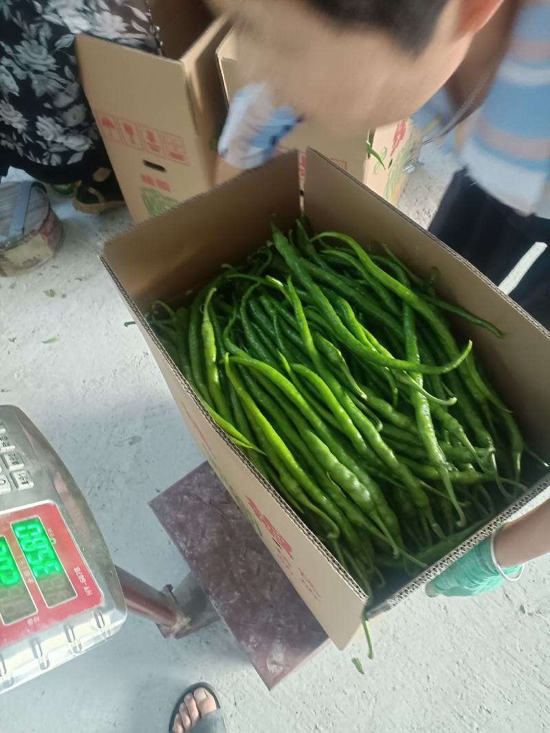 各种优质蔬菜供应